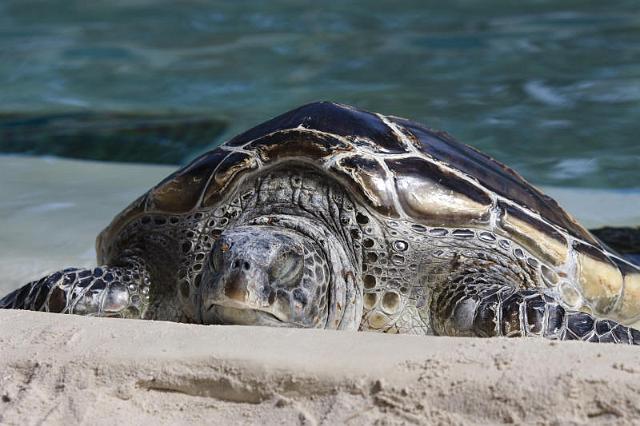 148 San Diego, Seaworld, Schildpad.jpg